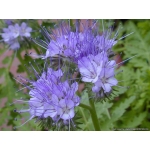 Phacelia. 1/4 Acre Pack.